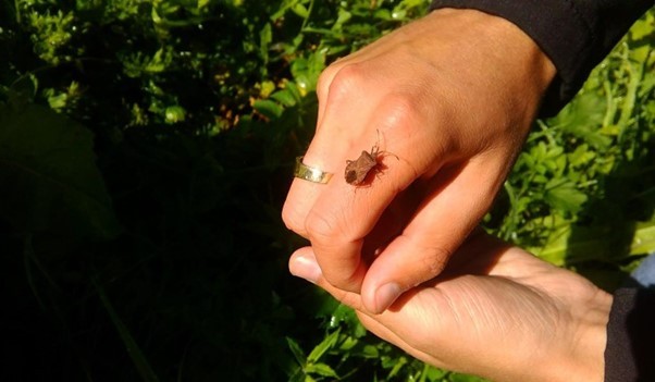 Ramblers Cymru Spring in into action to give nature a boost